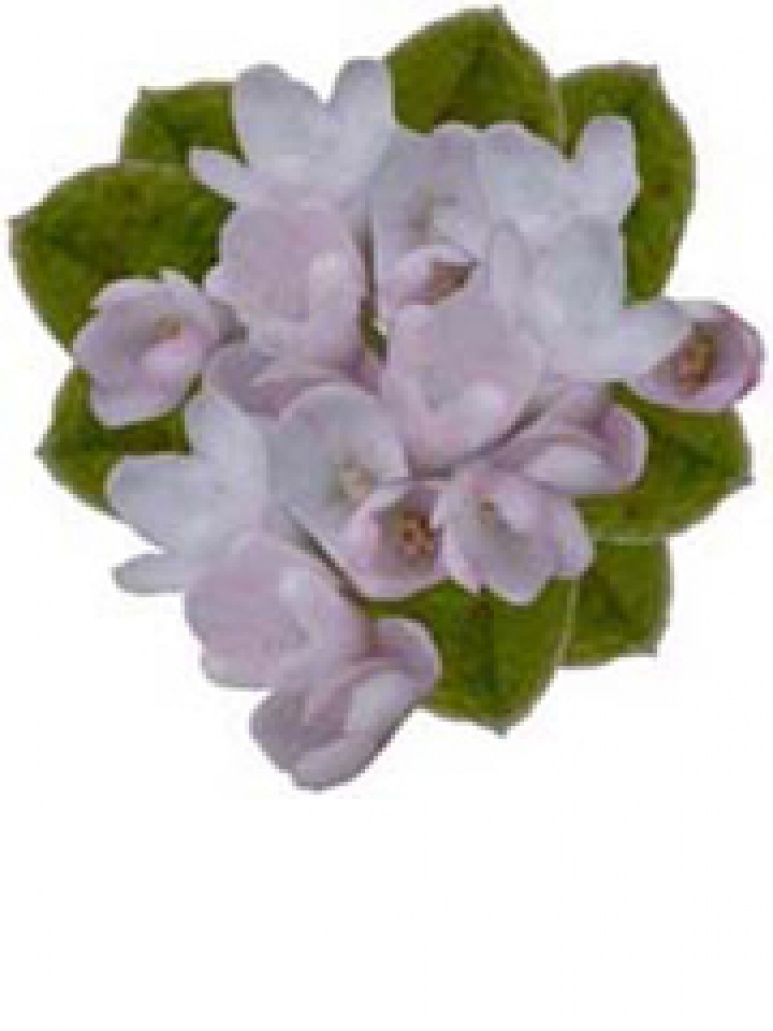 Mayflower